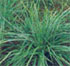 liriope spicata