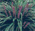 liriope muscari 'Majestic'