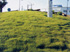 Csped Zoysia japonica 'El Toro'