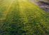 Csped Zoysia tenuifolia