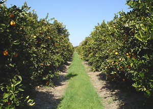 Agricultura