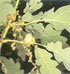 Quercus petraea