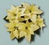 Catlogo de Poinsettia 2005