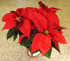 PLA sel Christmas Angel
