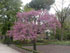 rbol de Judea