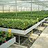 Mesas de cultivo