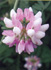 Coronilla varia