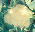 Coliflor Linda F1
