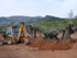 Seccin de planta ejemplar