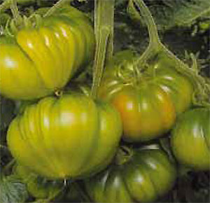 Tomate DCM80 HF1