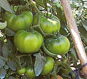 Tomate grueso Pintyno HF1