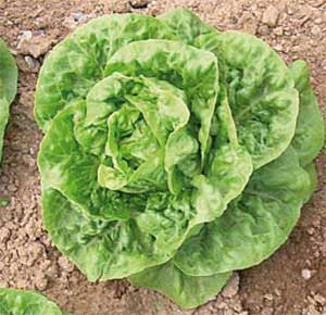 Lechuga babi E169