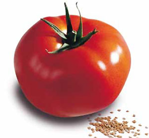 Tomate larga conservaci�n Sartylia HF1