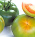 GAUTIER SEMILLAS - Tomate grueso Vertyco CF262 HF1