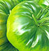 Tomate Marbonne HF1