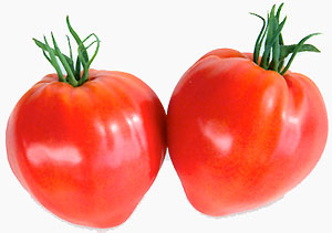 Tomate Coralina HF1