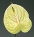 Anthurium andreanum Marysia