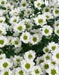 Chrysanthemum Madiba Lindi White