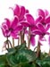Cyclamen persicum Halios Fantasia
