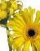 Gerbera 'Pasta di Mama'