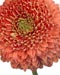 Gerbera Terra Saturnus