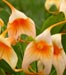 Masdevallia Amazone Orchids
