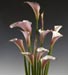 Zantedeschia aethiopica 'Diva Maria'