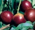 Nectarina, blanca y amarilla