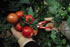 Tomate