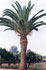 Phoenix Canariensis