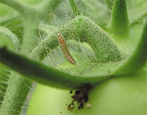 Alverde Insecticida para el control de Tuta absoluta