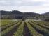 Vivero seleccionador de plantas de vid