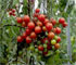 Tomate Cherry