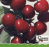 Variedades frutales modernas