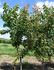 rbol trifruto con ciruelas, cerezas y albaricoques