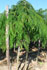 Albizia julibrissim pendula