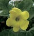 Dipladenia Mandevilla 'Yellow'