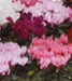 Cyclamen Zanetto F1 MIX