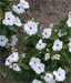 Vinca SunStorm