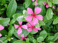 Vinca colgante SunShower