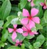 Vinca colgante SunShower