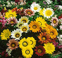 Gazania Gazoo