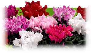 Cyclamen PerfettoTM F1