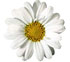 Argyranthemum frutescens Molimba