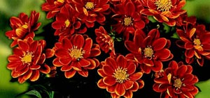Dahlia Hybrida Mircronetta