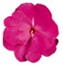 Impatiens New Guinea Sonic