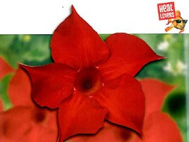 Mandevilla hybrida Rio