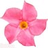 Mandevilla hybrida Rio