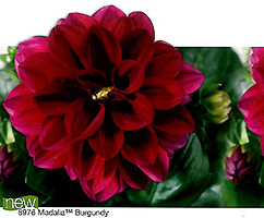 Dahlia Hybrida Madalia