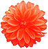 Dahlia Hybrida Madalia